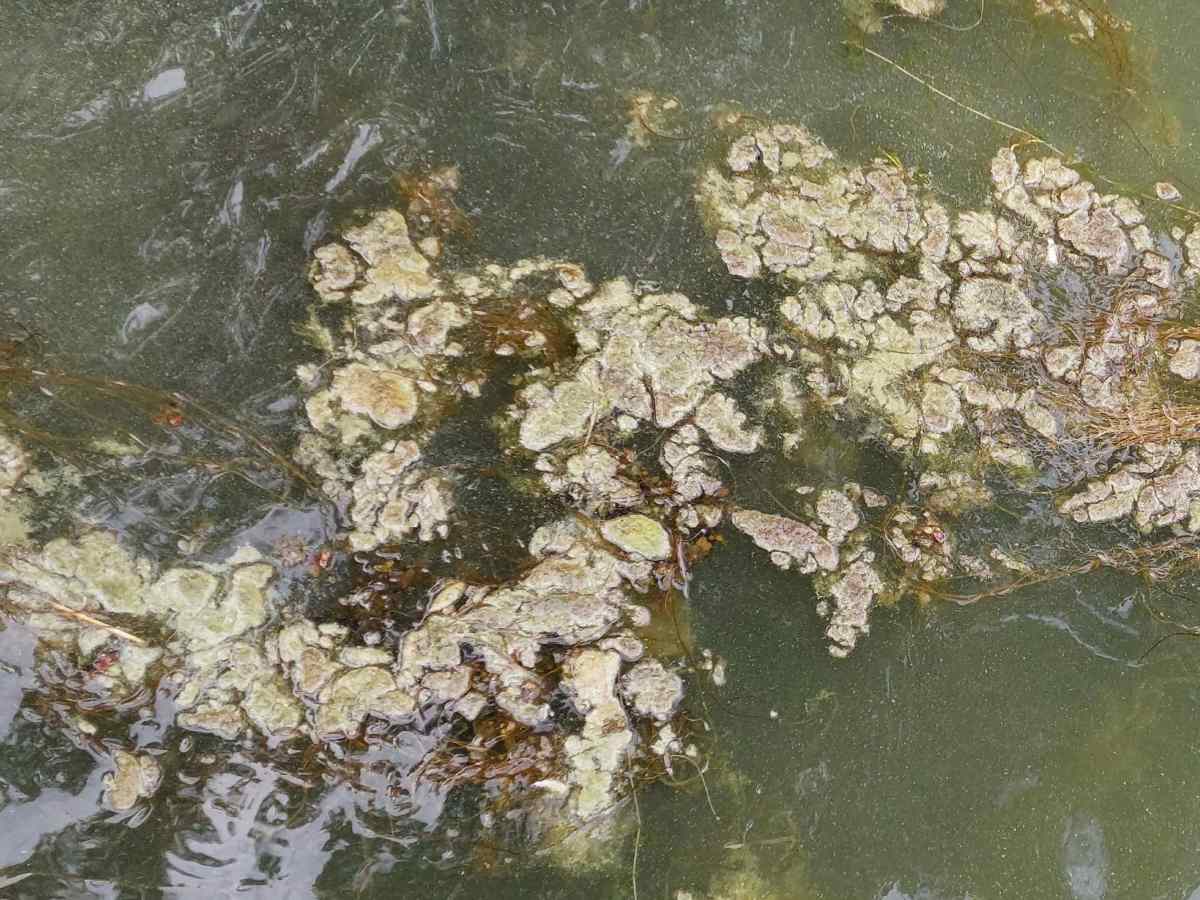 How to know passenger’s share of a ferry’s CO2 emissions? part&nbsp;II